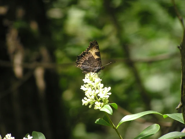 Nymphalis urticae - kis rókalepke Nymphalis urticae - kis rókalepke