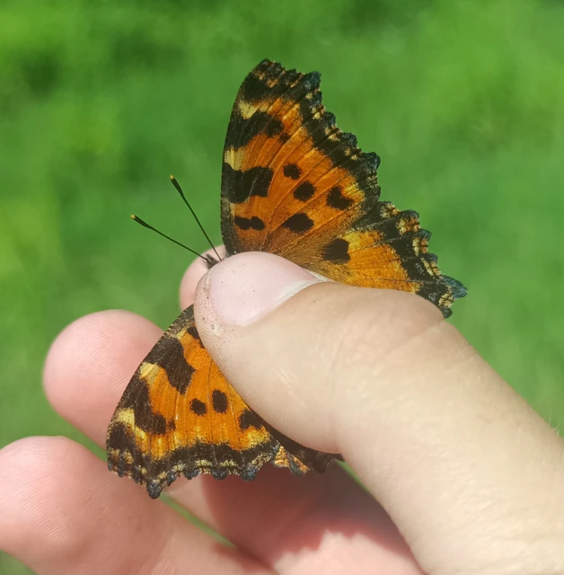Nymphalis polychloros - nagy rókalepke