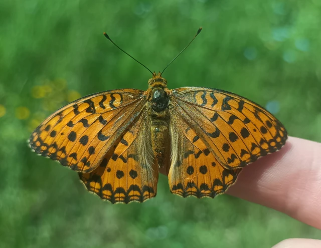 Argynnis adippe - ezüstös gyöngyházlepke