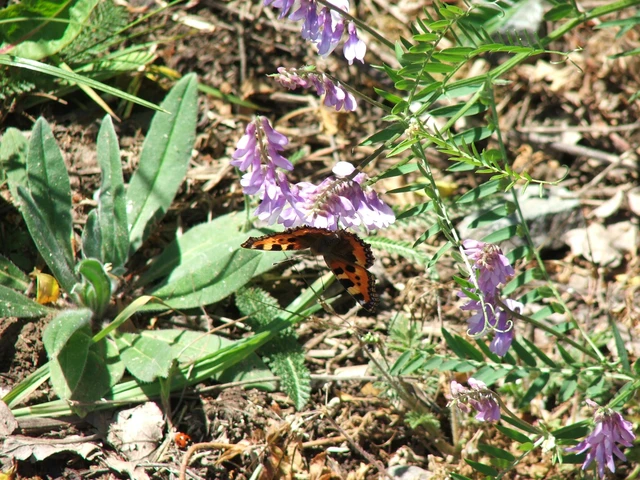 Nymphalis urticae - kis rókalepke Nymphalis urticae - kis rókalepke