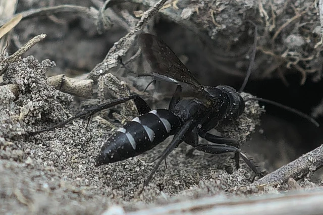 Dicyrtomellus tingitanus Dicyrtomellus tingitanus