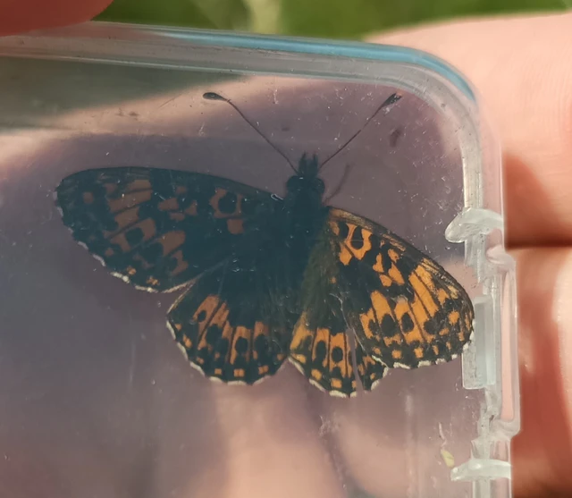 Boloria dia - kis gyöngyházlepke