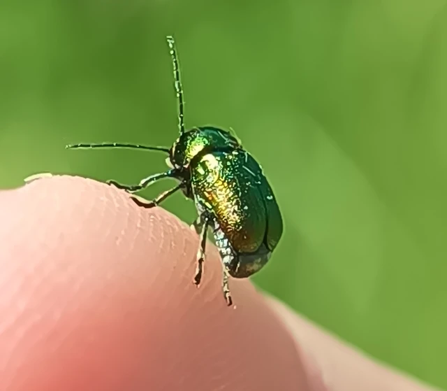 Cryptocephalus