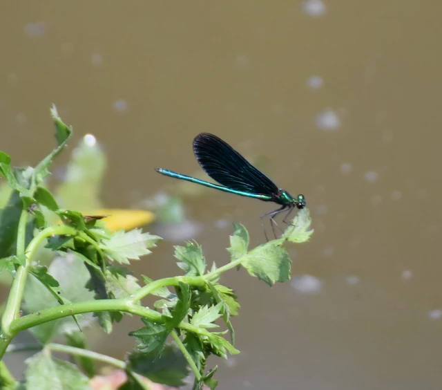 Calopteryx virgo - kisasszony-szitakötő