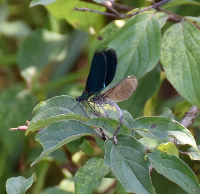 Calopteryx virgo - kisasszony-szitakötő