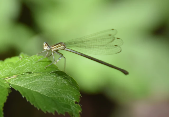 Platycnemis pennipes - széleslábú szitakötő