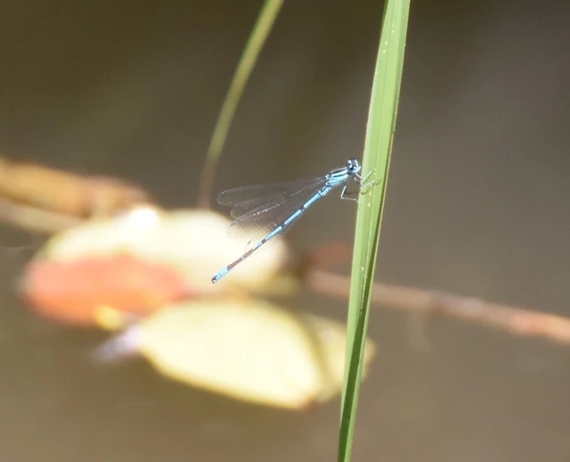 Coenagrion puella - azúrkék légivadász Coenagrion puella - azúrkék légivadász