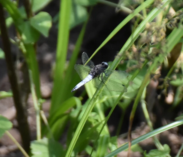 Libellula fulva - kisfoltos laposacsa