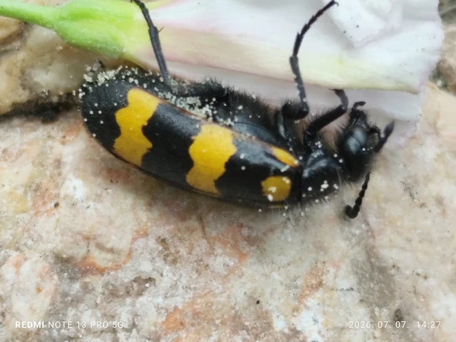 Mylabris variabilis - szalagos hólyaghúzó