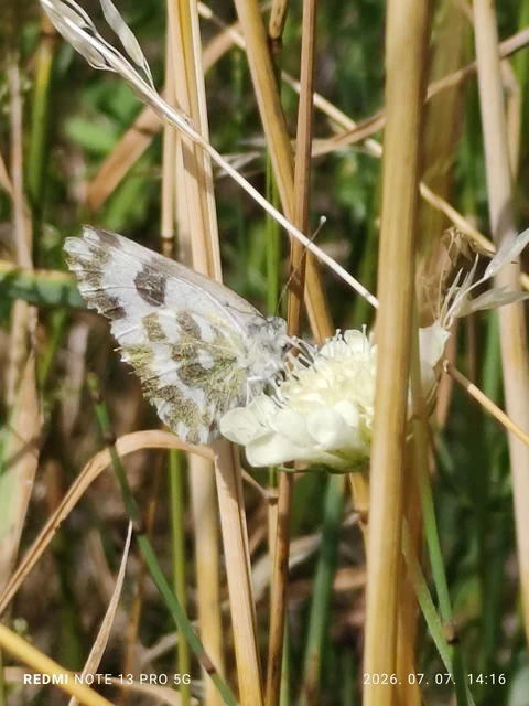 Pontia edusa - rezedalepke