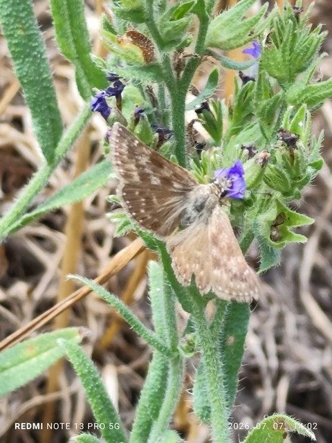 Erynnis tages - cigánylepke
