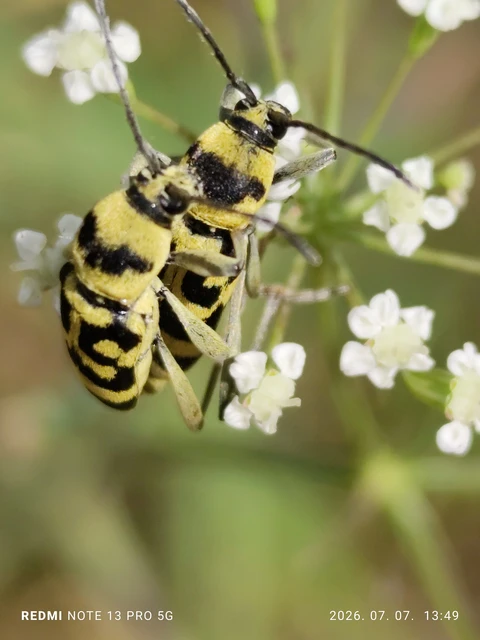 Chlorophorus varius - díszes darázscincér Chlorophorus varius - díszes darázscincér