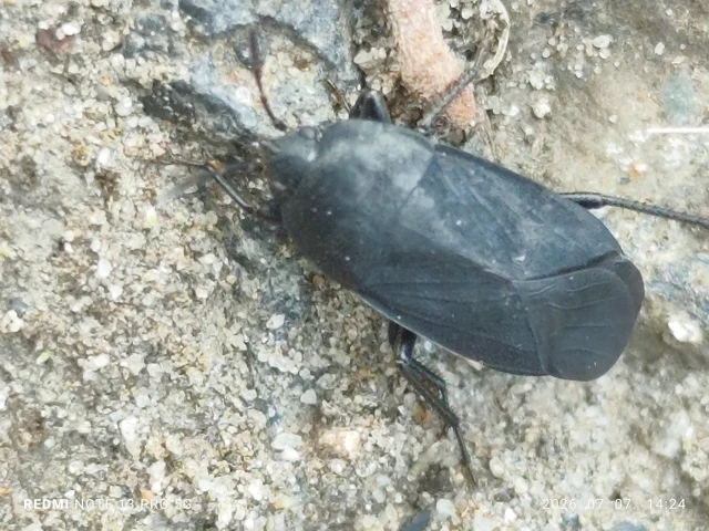 Aellopus atratus - cigánybodobács