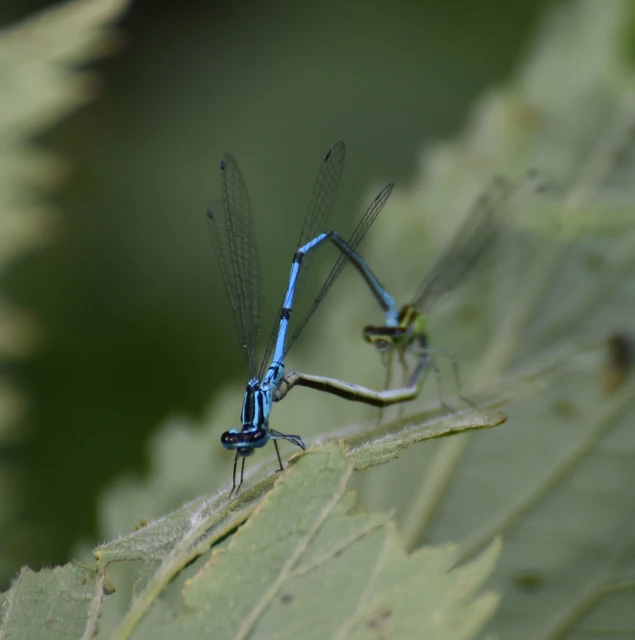 Coenagrion puella - azúrkék légivadász Coenagrion puella - azúrkék légivadász