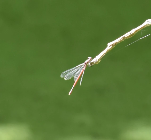 Pyrrhosoma nymphula interposita - vörös légivadász