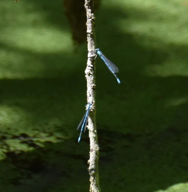 Coenagrion puella - azúrkék légivadász Coenagrion puella - azúrkék légivadász