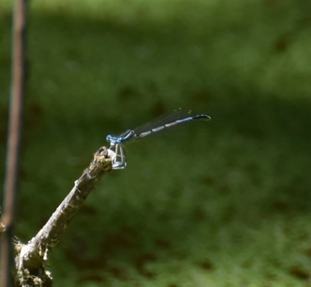 Platycnemis pennipes - széleslábú szitakötő