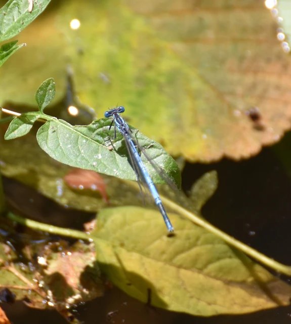 Platycnemis pennipes - széleslábú szitakötő