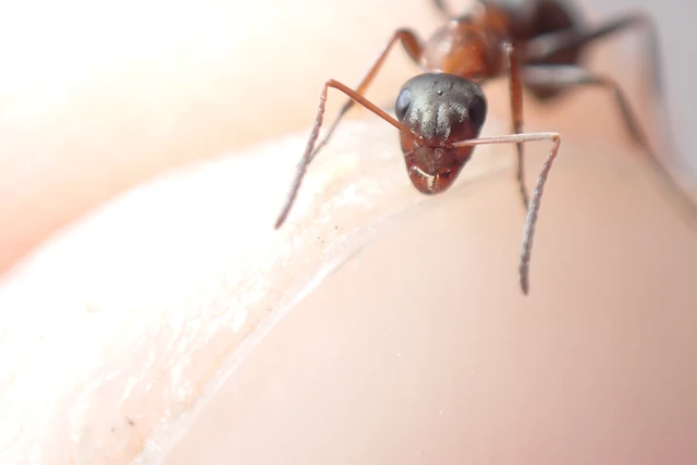 Formica rufibarbis - vörös rabszolgahangya