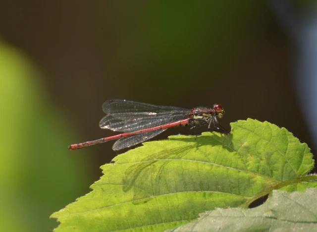 Pyrrhosoma nymphula interposita - vörös légivadász