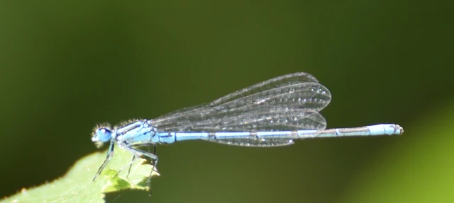 Coenagrion puella - azúrkék légivadász Coenagrion puella - azúrkék légivadász