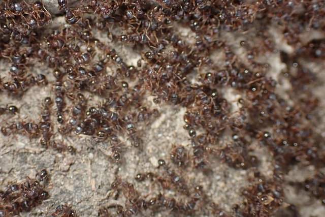 Tetramorium