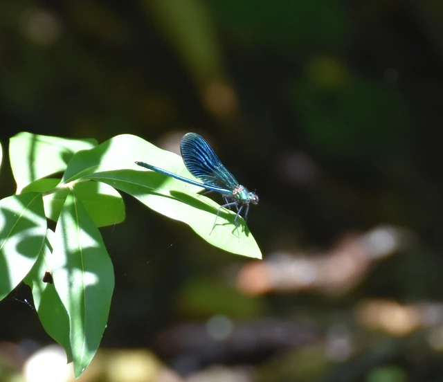Calopteryx splendens - sávos szitakötő