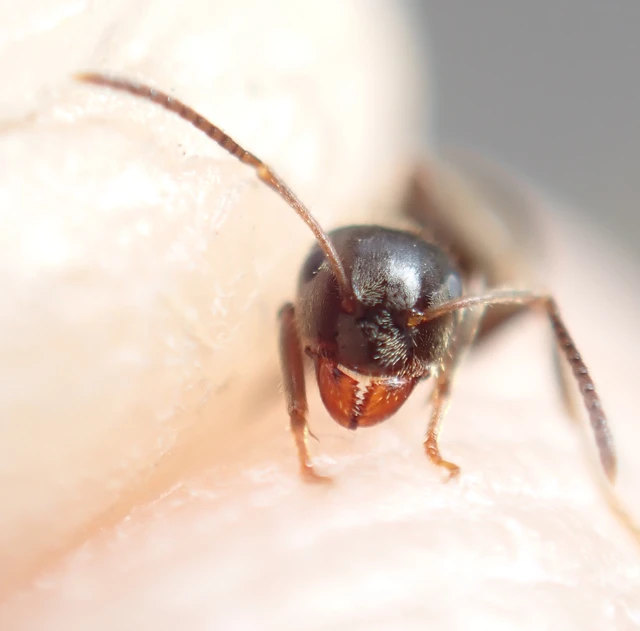 Lasius niger - közönséges feketehangya