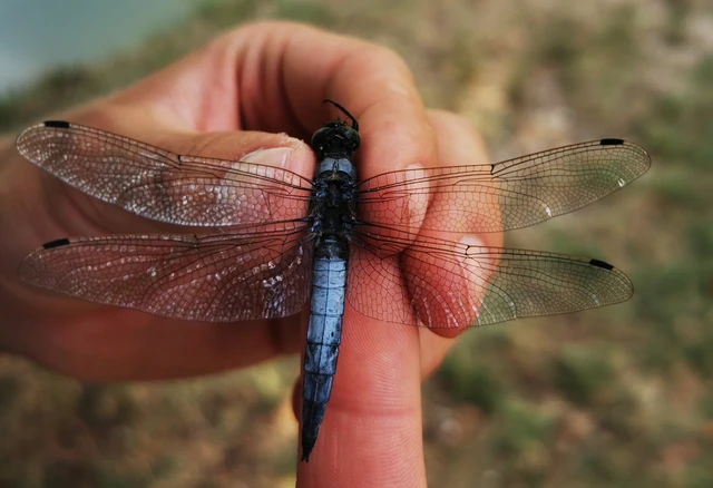 Orthetrum cancellatum - feketefarkú pásztorszitakötő