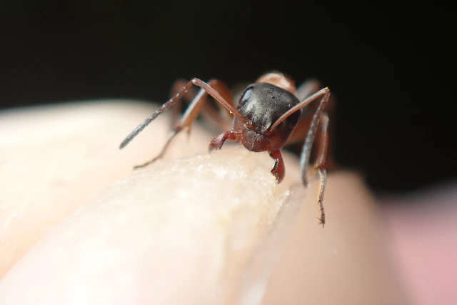 Formica rufibarbis - vörös rabszolgahangya