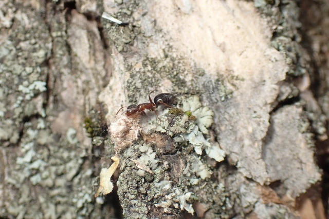 Colobopsis truncata - kapushangya
