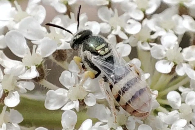 Ceylalictus variegatus