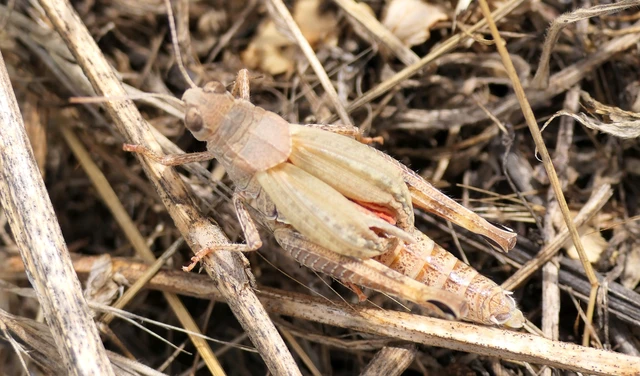 Calliptamus italicus - olaszsáska