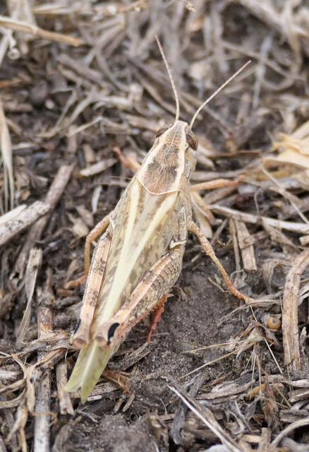 Calliptamus italicus - olaszsáska