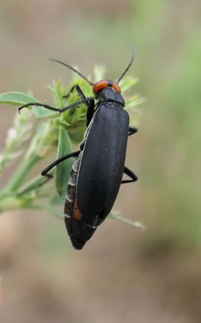 Epicauta rufidorsum - hollóbogár