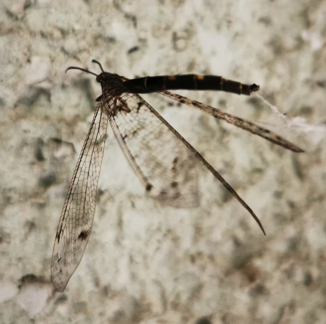 Distoleon tetragrammicus - négyfoltos hangyaleső Distoleon tetragrammicus - négyfoltos hangyaleső