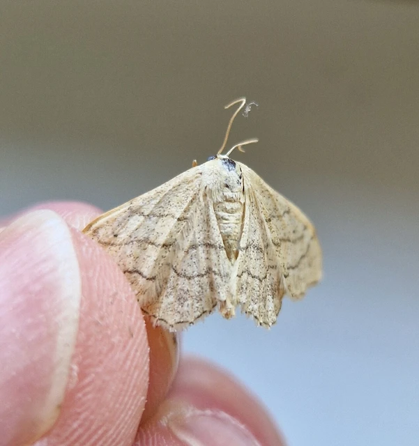 Idaea aversata - nagy sávosaraszoló