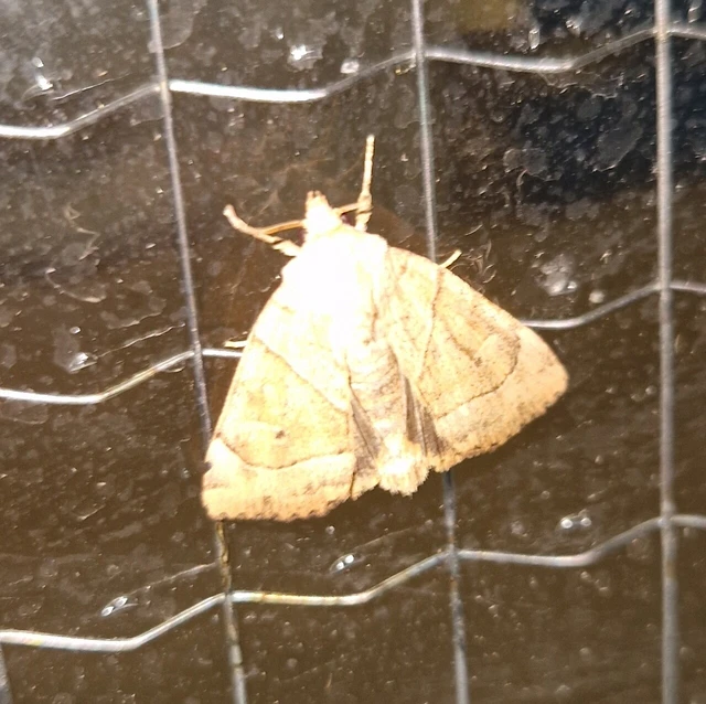 Cosmia trapezina - közönséges lombbagoly