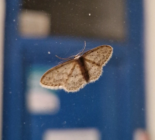 Idaea seriata - szürke apróaraszoló
