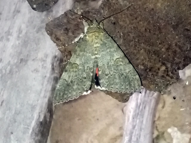 Catocala nupta - piros övesbagoly