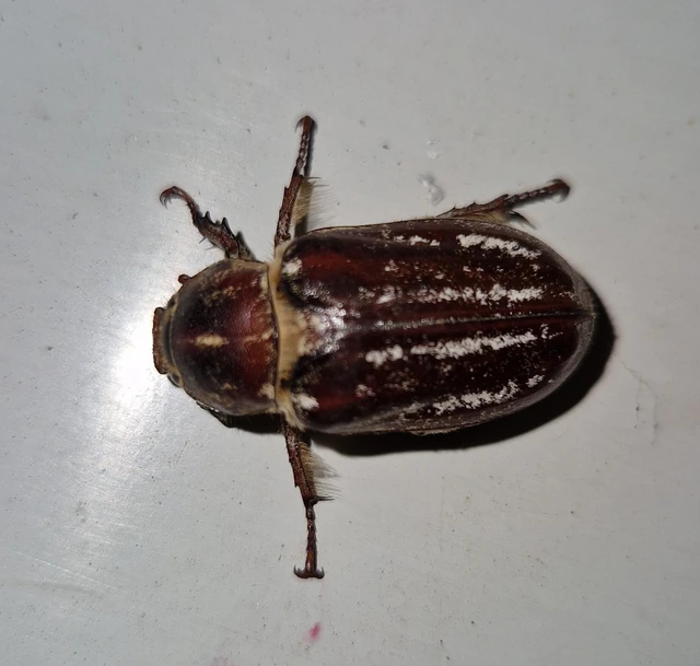 Anoxia orientalis - keleti cserebogár