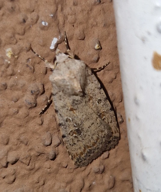 Paradrina clavipalpis - közönséges selymesbagoly