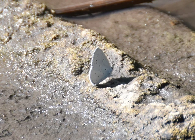 Celastrina argiolus - bengeboglárka