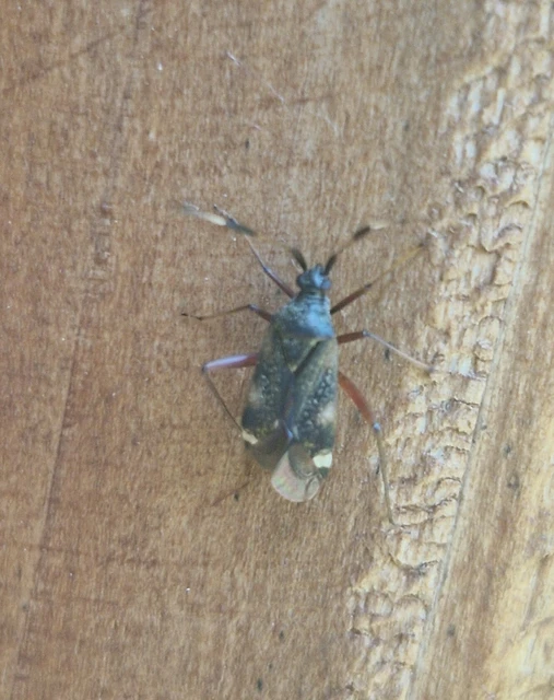 Closterotomus