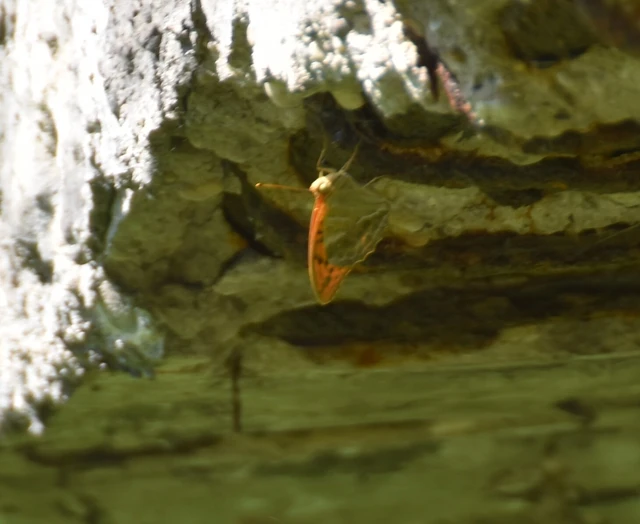 Argynnis paphia - nagy gyöngyházlepke