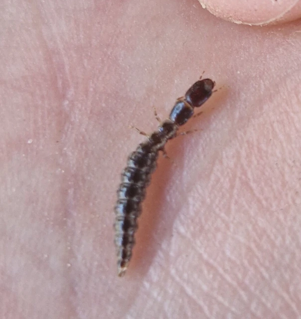 Raphidioptera - Tevenyakú-fátyolkák