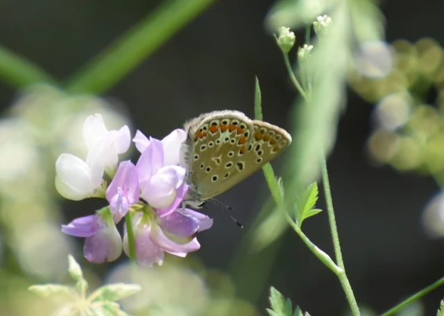 Polyommatus icarus - közönséges boglárka