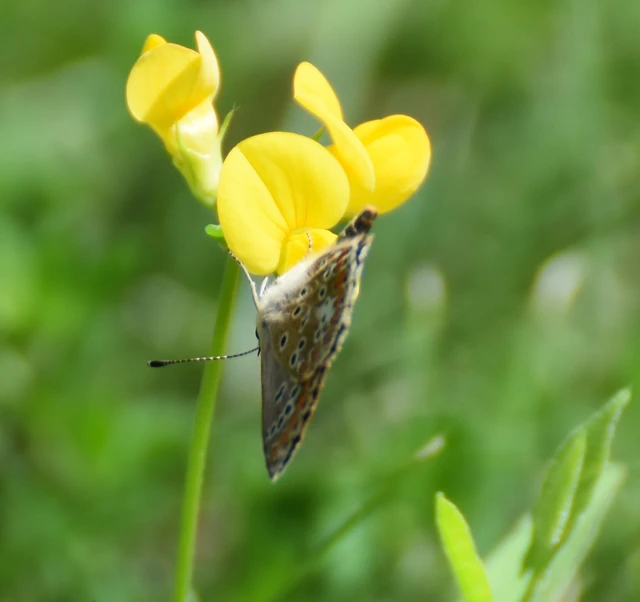 Aricia agestis - szerecsenboglárka