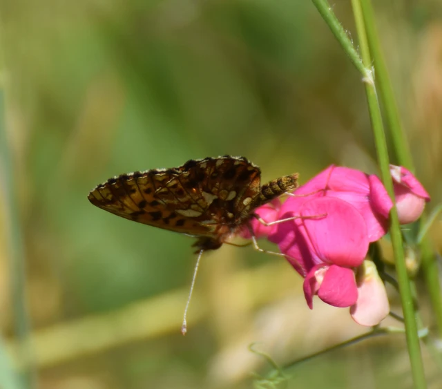 Boloria dia - kis gyöngyházlepke