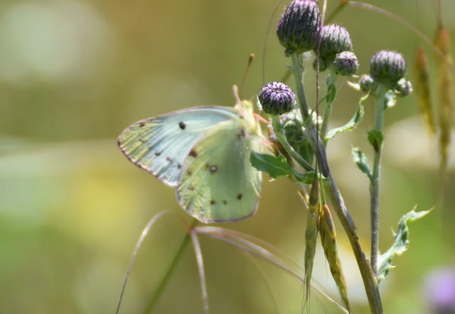 Colias alfacariensis - déli kéneslepke